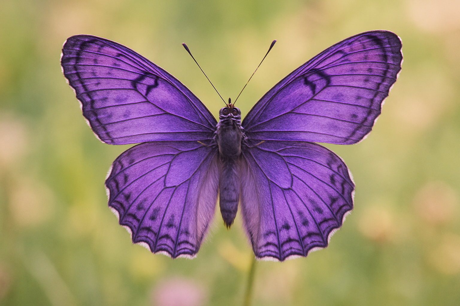 purple butterfly